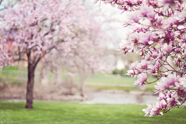 Spring blossom