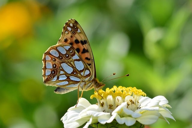 Summer butterfly on a flower